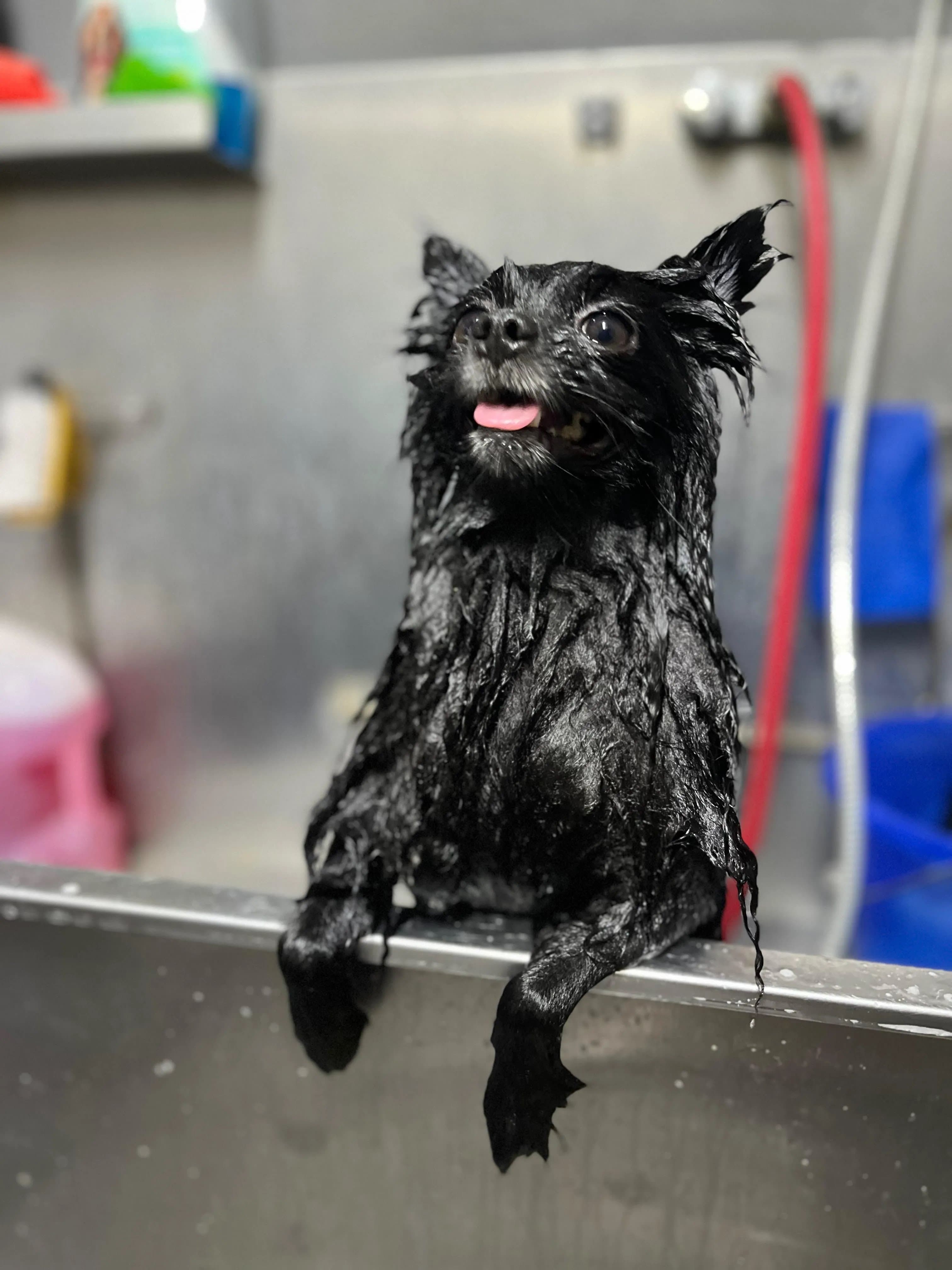 Perrito recibiendo baño de grooming