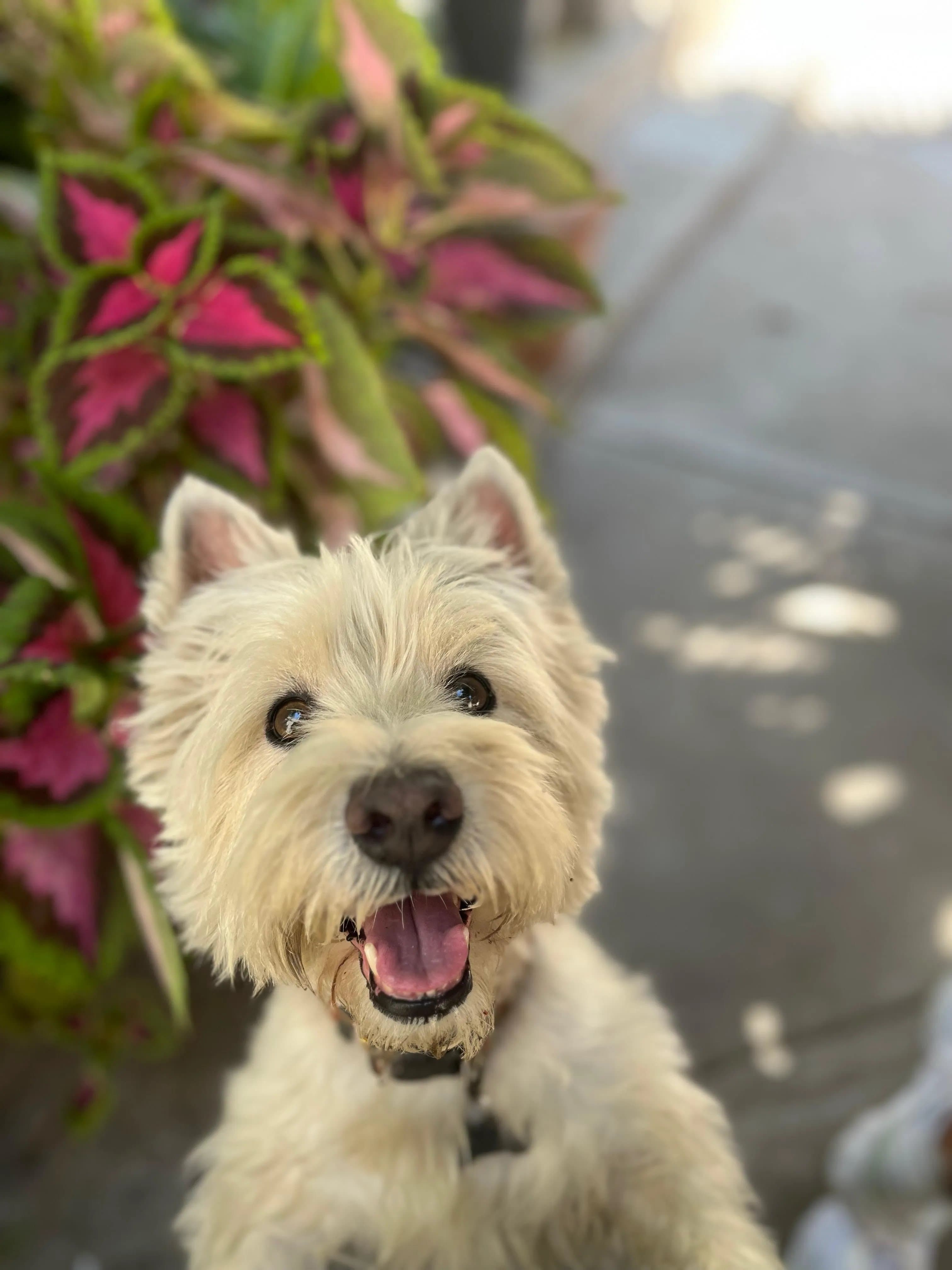 Perrito blanco disfrutando su visita a Villa Canina