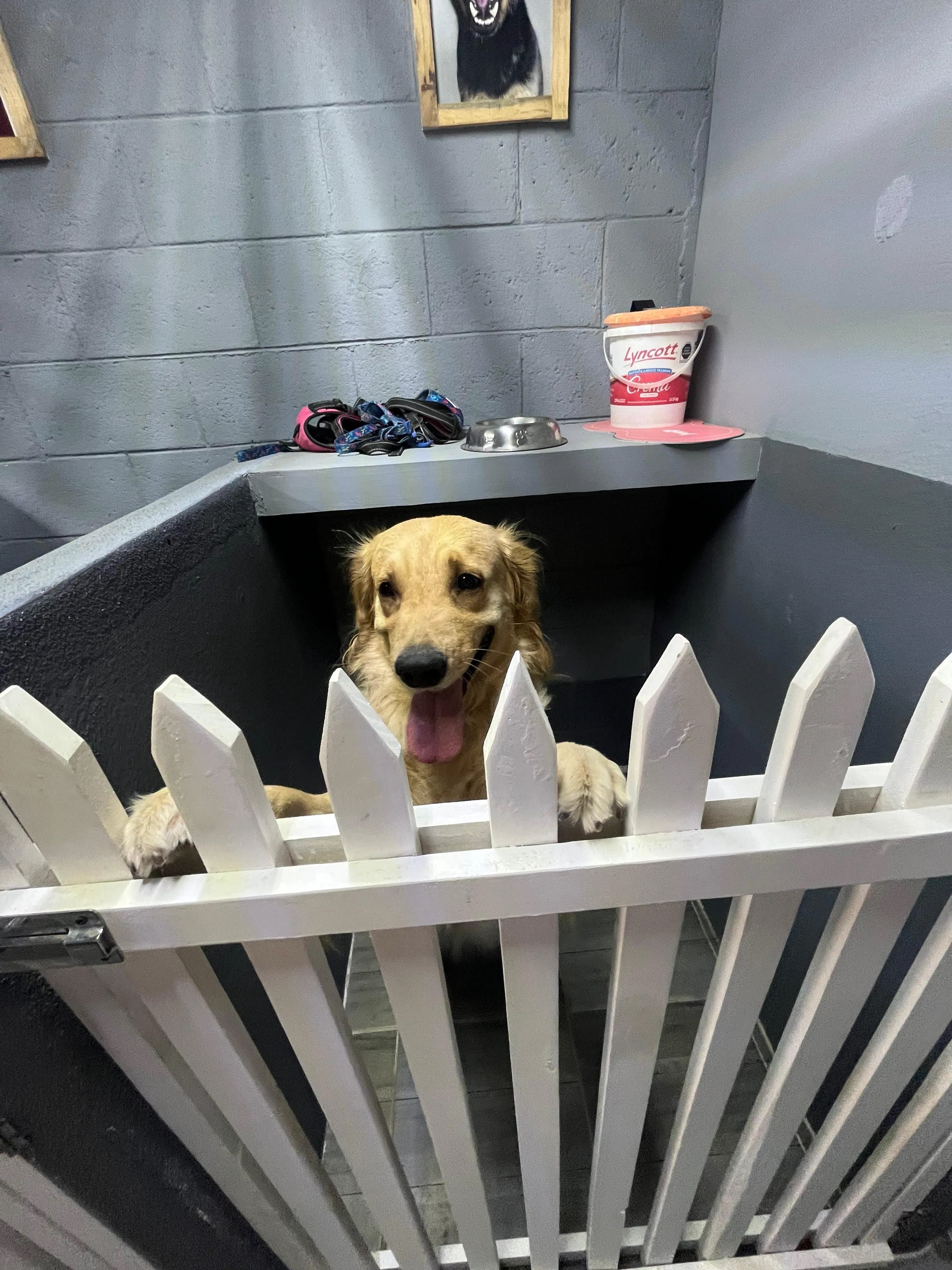 Golden retriever en la recepción de Villa Canina